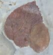 Three Fossil Leafs (Davidia, Zizyphoides) - Montana #37197-1